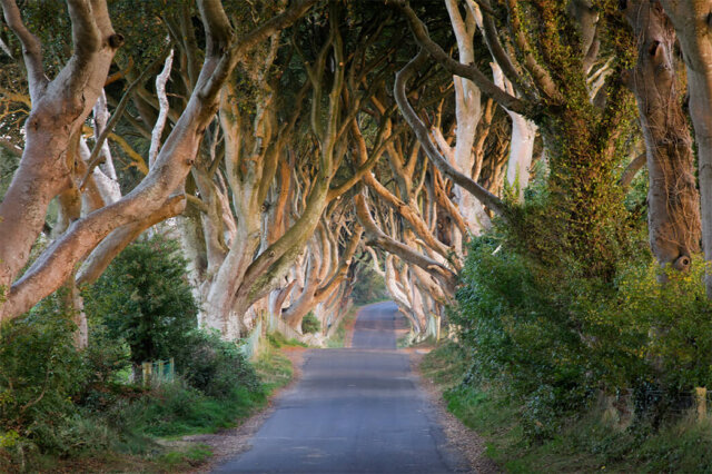Dark Hedges