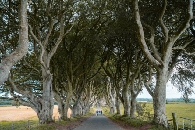 Dark-Hedges-Northern-Ireland-in-Game-of-Thrones-01016-1024x682