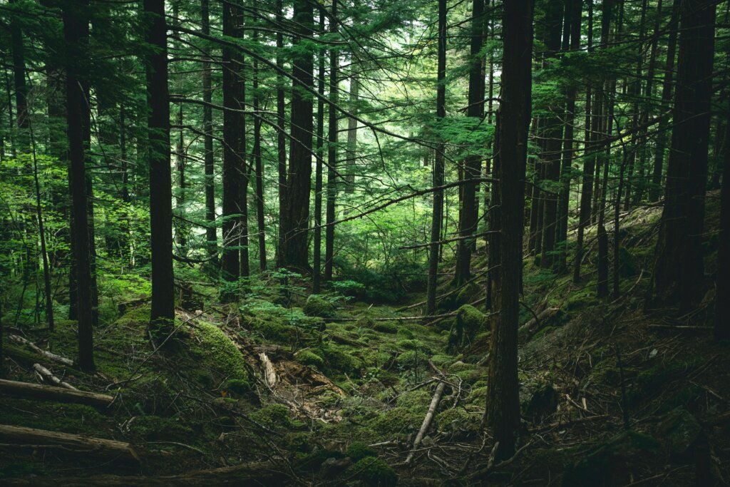 Puzzlewood Forest