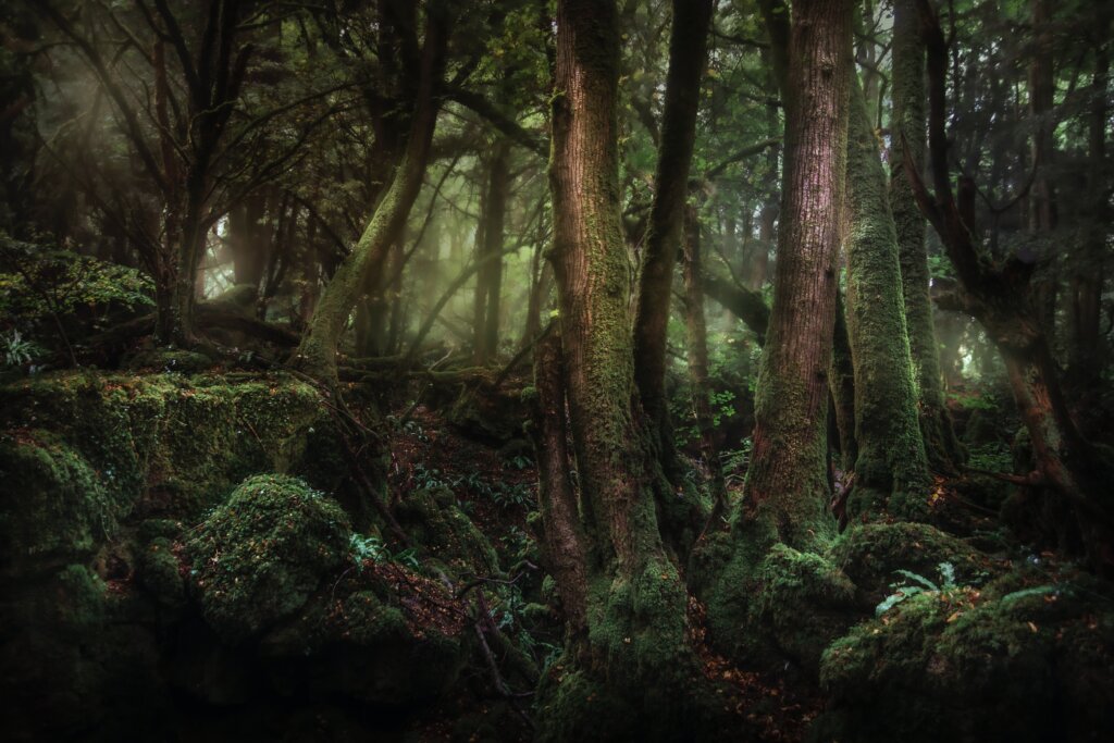 Puzzlewood Forest in the UK