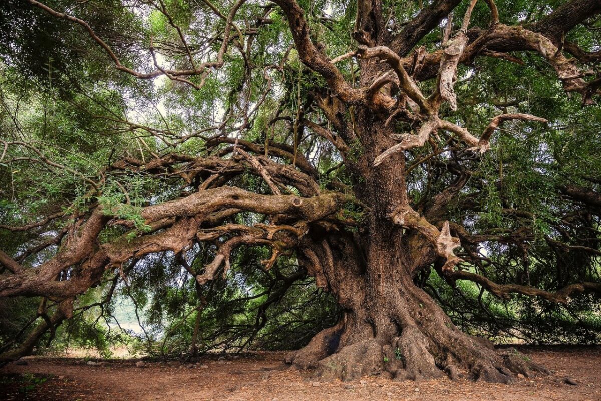 Are all trees Ents in LOTR? - Quora